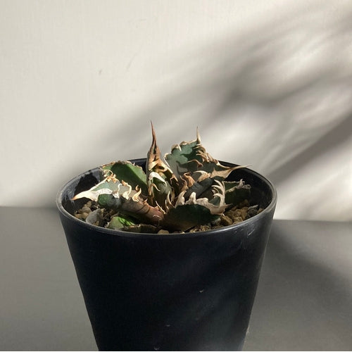 Agave titanota “Reccat" (S) 嚴龍 紅貓