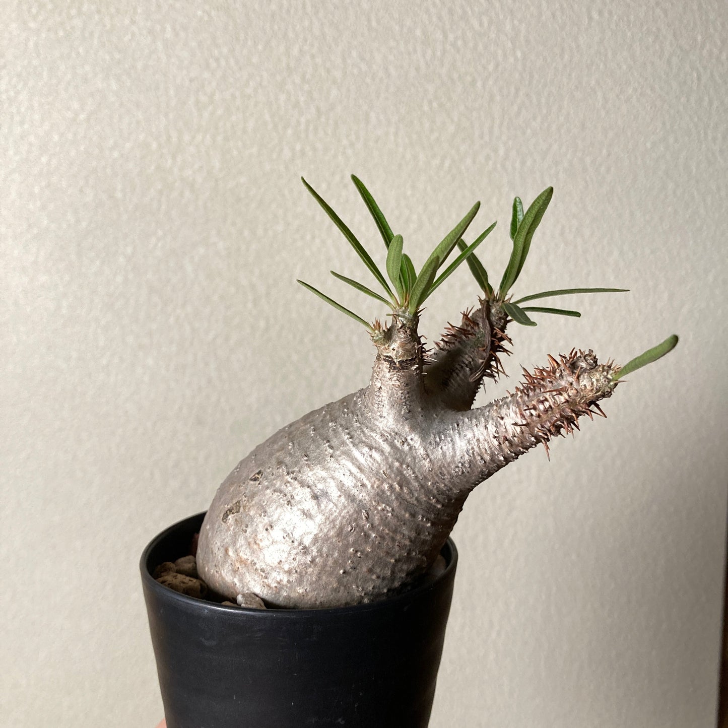 Pachypodium gracilius (L) 象牙宮