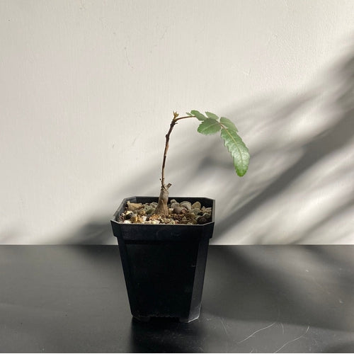 Boswellia serrata (Seedling) 印度乳香